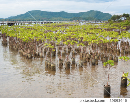 Planting mangroves by the sea to prevent erosion of sandy beaches Planting mangroves by the sea to prevent erosion of sandy beaches 89893646