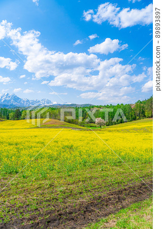Nakayama Kogen Fresh green, rape blossoms and cherry blossoms [Nagano Prefecture] 89893897