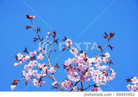 Blue sky and cherry blossoms Blue sky and cherry blossoms 89893902