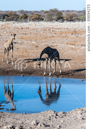 Giraffes in Etosha National Park 89894255