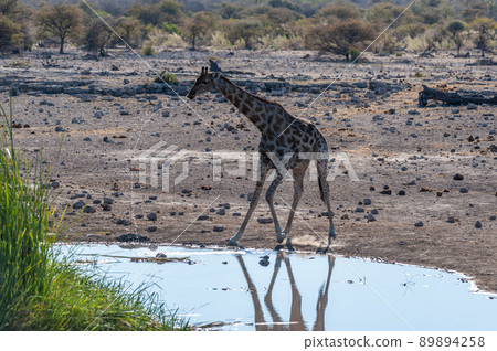 Giraffes in Etosha National Park Giraffes in Etosha National Park 89894258