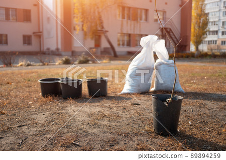 closeup of young tree sapling in pot and garden buckets for planting in yard 89894259