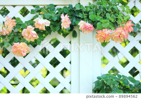 Roses (Fure Taiko) transmitted to the Garden Lattice 89894562