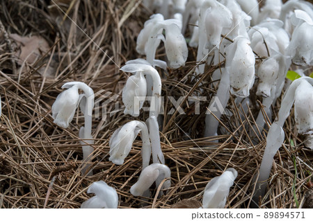 許多從松針地裡出來的 Monotropastrum humilis 89894571