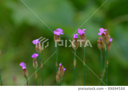 Michibatanadeshiko blooming on the roadside Michibatanadeshiko blooming on the roadside 89894588