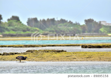 Okinawan Pacific Reef Heron Searching for Prey Okinawan Pacific Reef Heron Searching for Prey 89895158