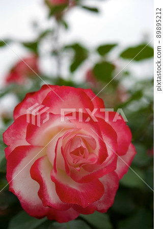 Jubilee du Prince de Monaco white and red roses 89895212