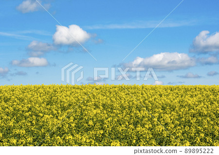 Oilseed rape, rapeseed field flowering in farmland in countryside 89895222