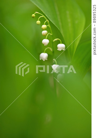 Spring green background with nature in the forest. Beautiful small white plant - flower - Lily of the valley. (Convallaria majalis) Spring green background with nature in the forest. Beautiful small white plant - flower - Lily of the valley. (Convallaria majalis) 89895325