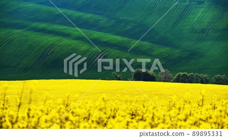 Beautiful landscape with spring nature. Waves on the field. South Moravia - Moravian Tuscany - Czech Republic Europe.. 89895331