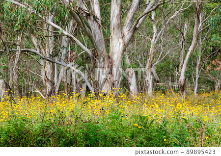 Gum trees - Dorrigo 89895423