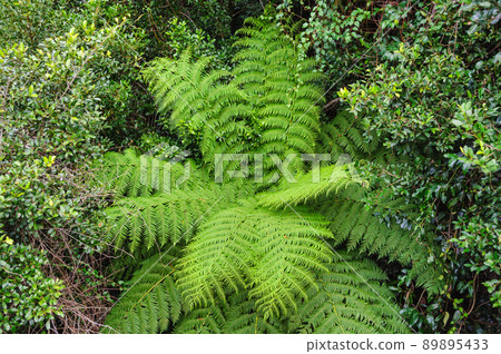 Rainforest - Dorrigo 89895433