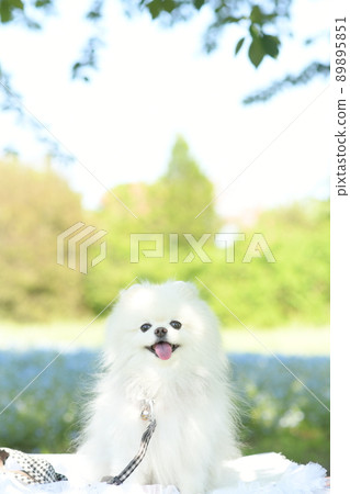 Cute white pomeranian and nemophila 89895851