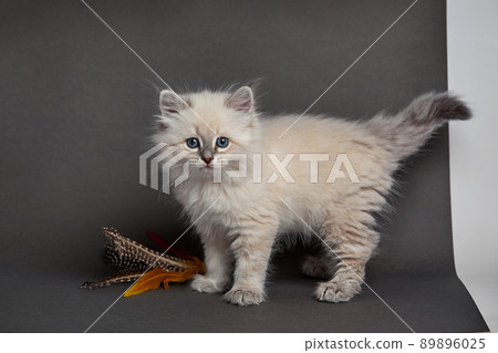 Cute fluffy kitten against gray background playing with bird feathers. Space for text 89896025