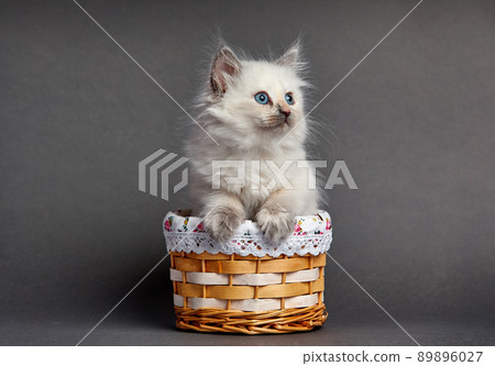 A beautiful kitten with blue eyes sits in a basket. With place for text. A beautiful kitten with blue eyes sits in a basket. With place for text. 89896027