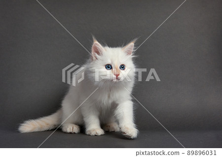 Cute fluffy kitten against gray background. Space for text 89896031