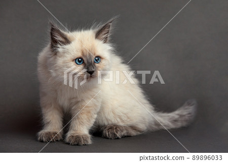 Cute fluffy kitten against gray background. Space for text 89896033