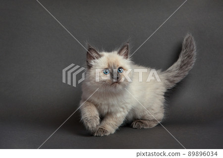 Cute fluffy kitten against gray background. Space for text 89896034