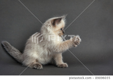 Cute fluffy kitten against gray background. Space for text 89896035