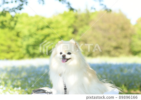可愛的白色博美犬和 nemophila 89896166