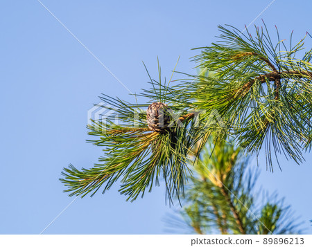 Cedar branches with long fluffy needles with a beautiful blurry background. Cedar branches with fresh shoots in spring. 89896213