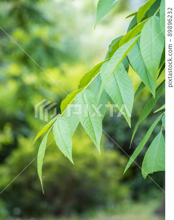 Branch with fresh green leaves of Juglans mandshurica, Manchurian walnut. 89896232