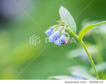 Beautiful blue flowers of Symphytum caucasicum, also known as Caucasian comfrey, blooming in spring park Beautiful blue flowers of Symphytum caucasicum, also known as Caucasian comfrey, blooming in spring park 89896233