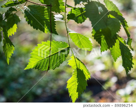 Bright green elm leafs lit by sun light. 89896254