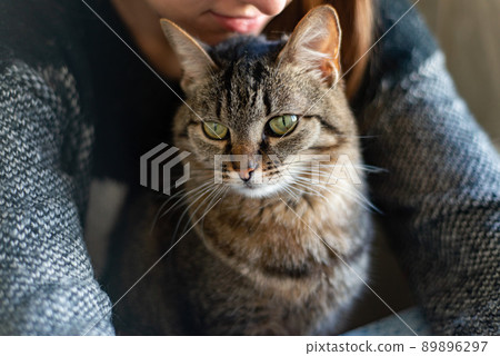 gray-red cat with green eyes sitting on the hands of the girl gray-red cat with green eyes sitting on the hands of the girl 89896297