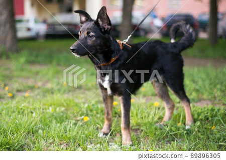 A small black dog with white spots and red paws walks in a park on a leash and looks intently into the distance, seeing something interesting A small black dog with white spots and red paws walks in a park on a leash and looks intently into the distance, seeing something interesting 89896305