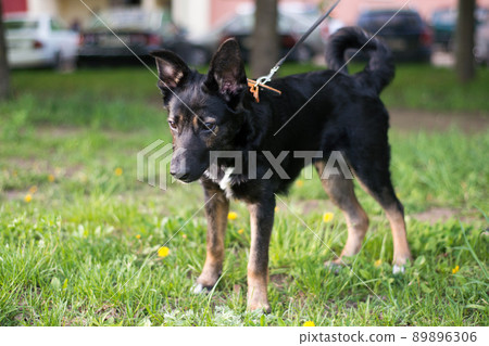 a small black dog with white spots and red paws walks in the park on a leash and looks down to the ground with a concentrated look, seeing something interesting a small black dog with white spots and red paws walks in the park on a leash and looks down to the ground with a concentrated look, seeing something interesting 89896306