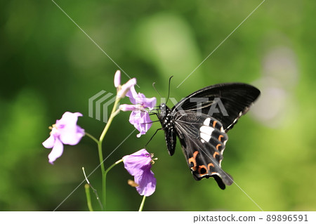 Papilio helenus 和火箭 ⑩ Papilio helenus 和火箭 ⑩ 89896591