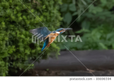 琉璃色的流行翠鳥 琉璃色的流行翠鳥 89896594