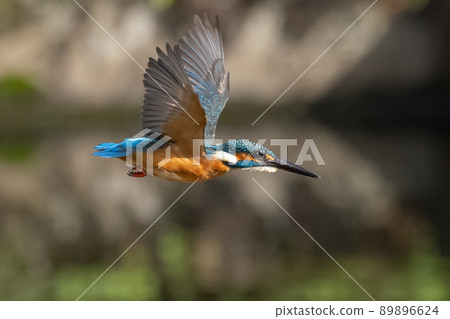 琉璃色的流行翠鳥 89896624