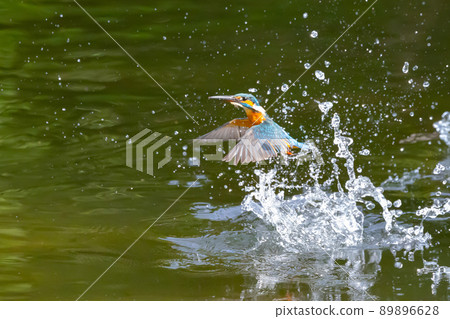 Ruri-colored popular kingfisher 89896628