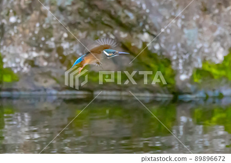 Ruri-colored popular kingfisher 89896672