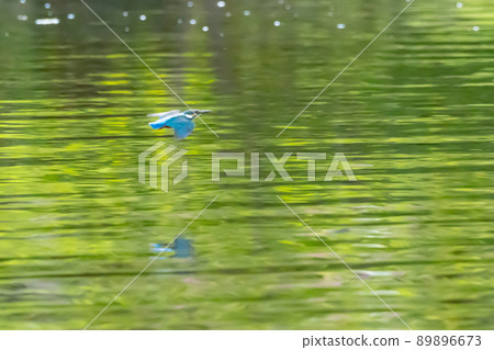 Ruri-colored popular kingfisher 89896673