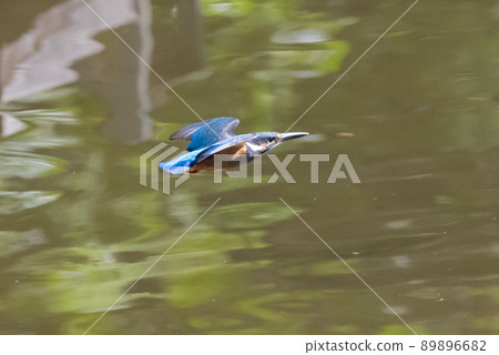 Ruri-colored popular kingfisher 89896682