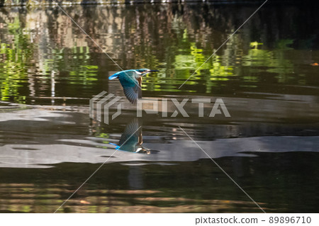 琉璃色的流行翠鳥 琉璃色的流行翠鳥 89896710