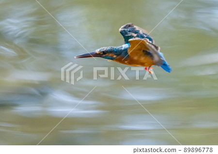 Ruri-colored popular kingfisher 89896778