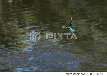 Ruri-colored popular kingfisher 89896796