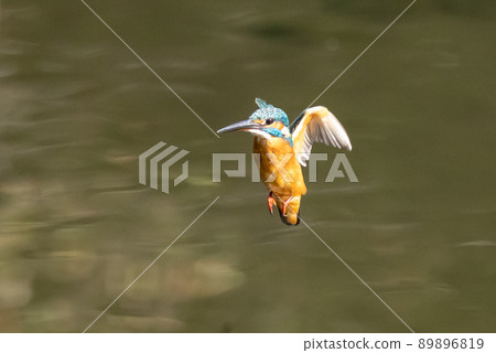 Ruri-colored popular kingfisher 89896819