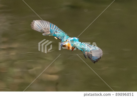 Ruri-colored popular kingfisher Ruri-colored popular kingfisher 89896851