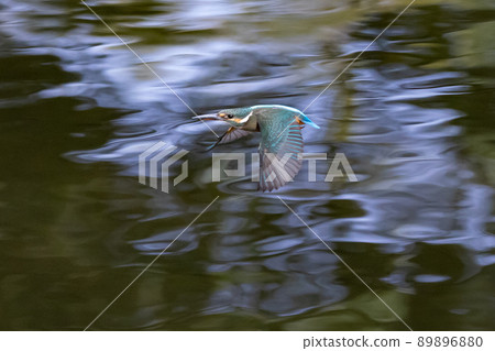 Ruri-colored popular kingfisher Ruri-colored popular kingfisher 89896880
