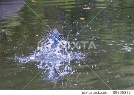 琉璃色的流行翠鳥 琉璃色的流行翠鳥 89896882
