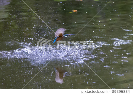 Ruri-colored popular kingfisher Ruri-colored popular kingfisher 89896884