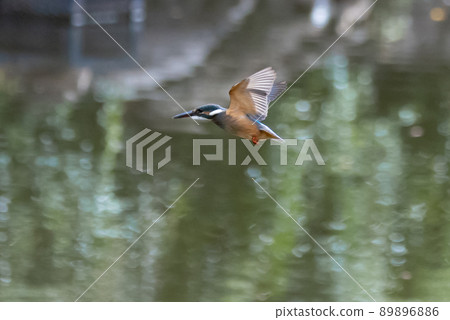 Ruri-colored popular kingfisher Ruri-colored popular kingfisher 89896886
