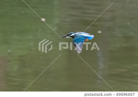 Ruri-colored popular kingfisher 89896887