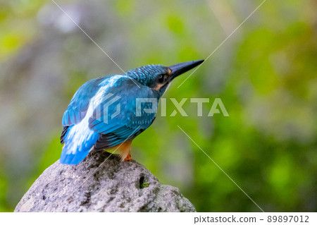 Ruri-colored popular kingfisher 89897012