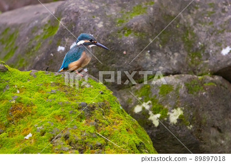 琉璃色的流行翠鳥 89897018